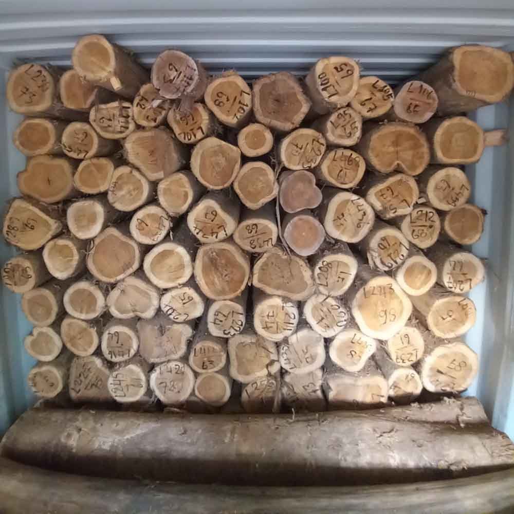 Teak Logs