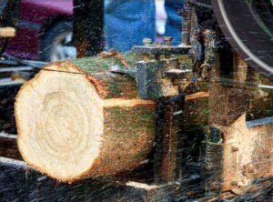 Logs being cut for making wood Veneer